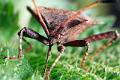 coreus marginatus 2